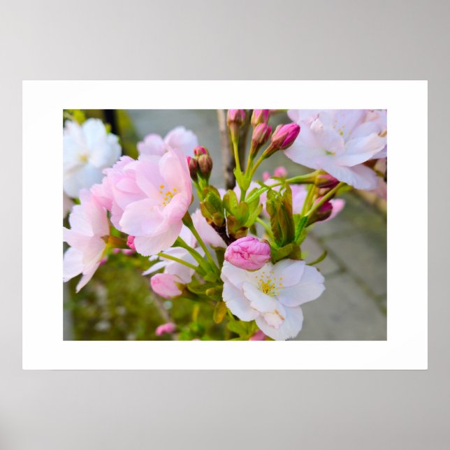 Póster Flor  (Frente)