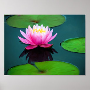 Póster Flor 06 Ninféia Rosa