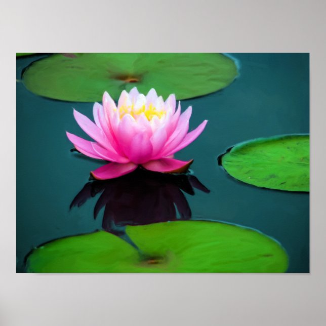 Póster Flor 06 Ninféia Rosa (Frente)