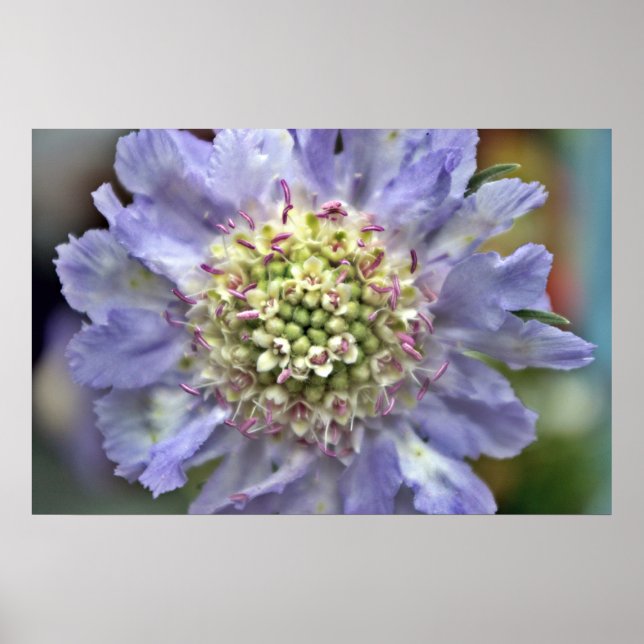 Póster Flor #3 (Frente)