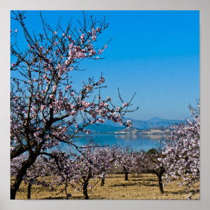 Póster Flor 3 de la almendra