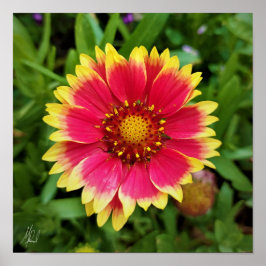 Póster Flor abierta firmada