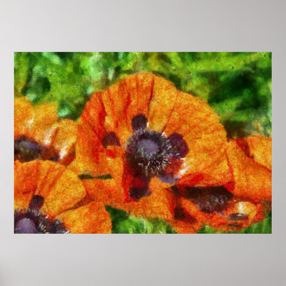 Póster Flor - Amapola - Amapolas Naranjas
