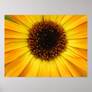 Póster flor amarilla