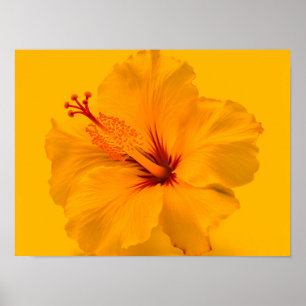 Póster Flor amarilla