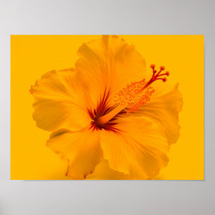 Póster Flor amarilla