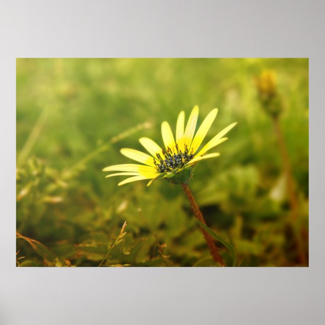 Póster Flor amarilla (Frente)