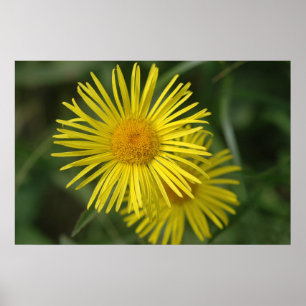 Póster Flor amarilla