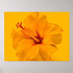 Póster Flor amarilla