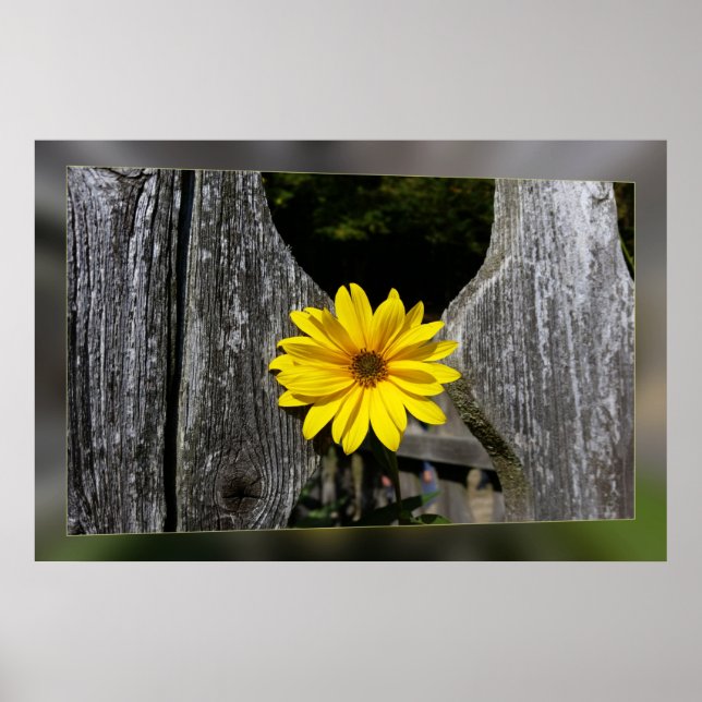 Póster Flor amarilla de bienvenida (Frente)