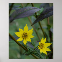 Flor amarilla de otoño
