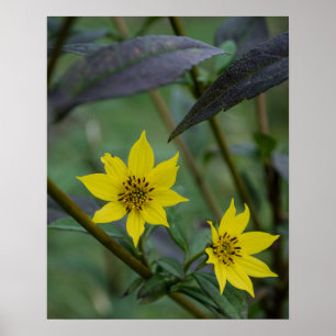Póster Flor amarilla de otoño