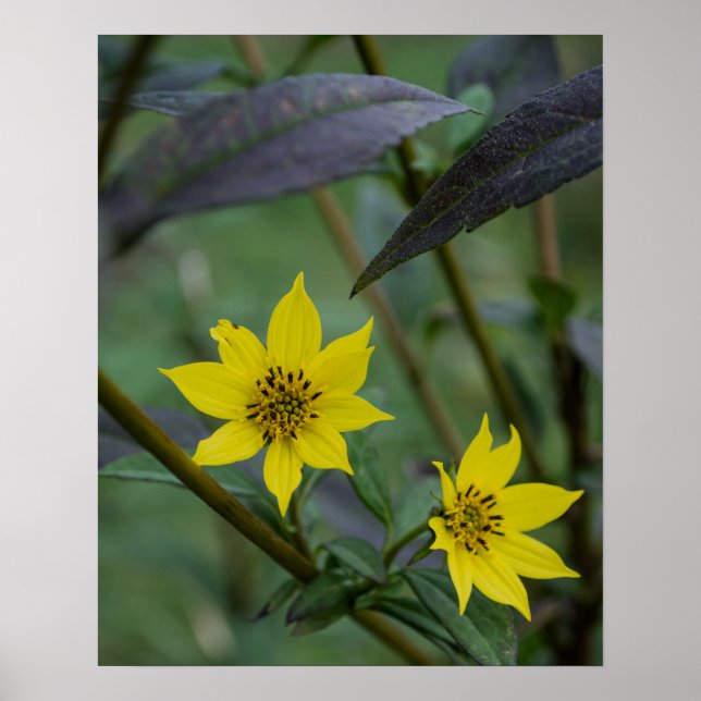 Póster Flor amarilla de otoño (Frente)