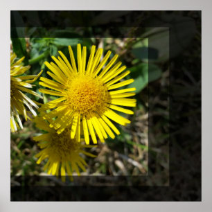 Póster flor amarilla detrás de ventanas