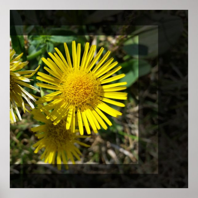 Póster flor amarilla detrás de ventanas (Frente)