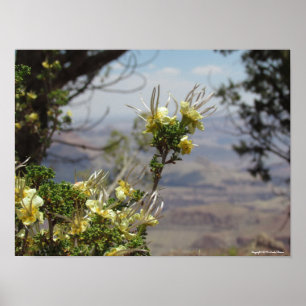 Póster Flor amarilla en el Poster del Gran Cañón