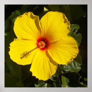 Póster Flor amarilla hibiscus