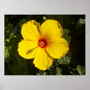 Póster Flor amarilla hibiscus