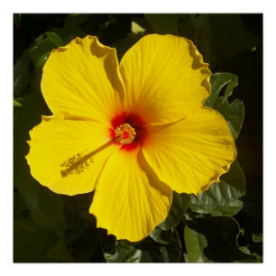 Póster Flor amarilla hibiscus