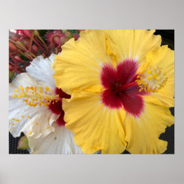 Póster Flor amarilla hibiscus