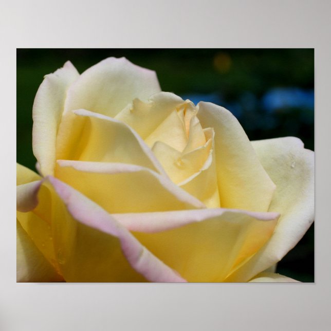 Póster Flor amarillo rosebudo (Frente)