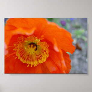 Póster Flor anaranjada
