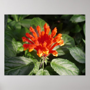 Póster flor anaranjada 02