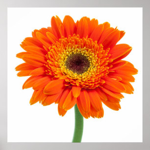 Póster Flor anaranjada de la margarita del Gerbera