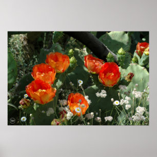 Póster Flor anaranjada del cactus del higo chumbo