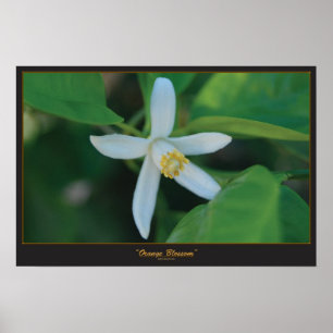 Póster Flor anaranjado