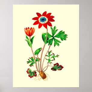 Póster Flor anémona de estrella de época