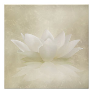 Póster Flor apacible elegante de Lotus blanco/del lirio