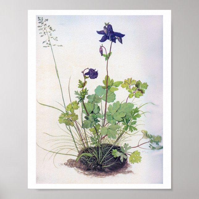 Póster Flor Aquilegia vulgaris, Albrecht Durer (Frente)