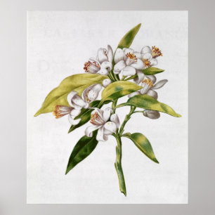 Póster Flor arbórea naranja, de 'La Guirlande de Julie'
