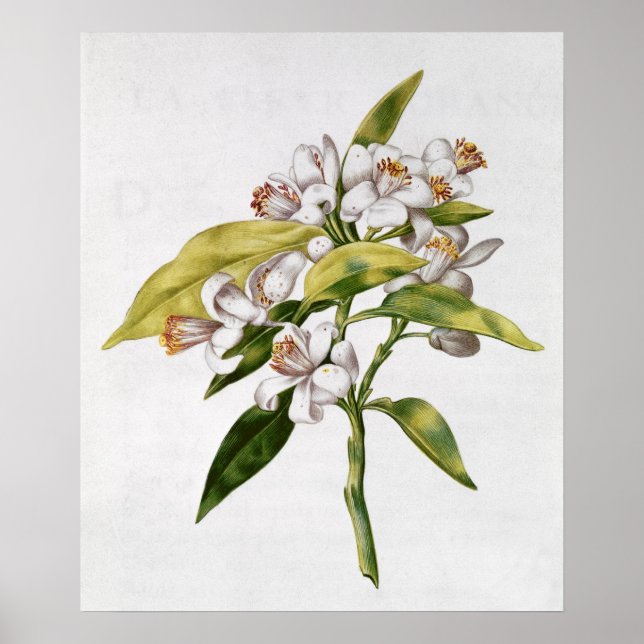 Póster Flor arbórea naranja, de 'La Guirlande de Julie' (Frente)