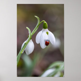 Póster Flor Art Ladybug Gallery Flor Jardín ArtFlor