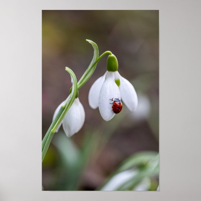 Póster Flor Art Ladybug Gallery Flor Jardín ArtFlor (Frente)