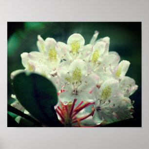 Póster Flor Azalea blanca con gotas de lluvia