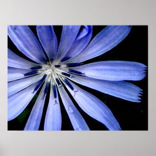 Póster Flor azul chicoria salvaje