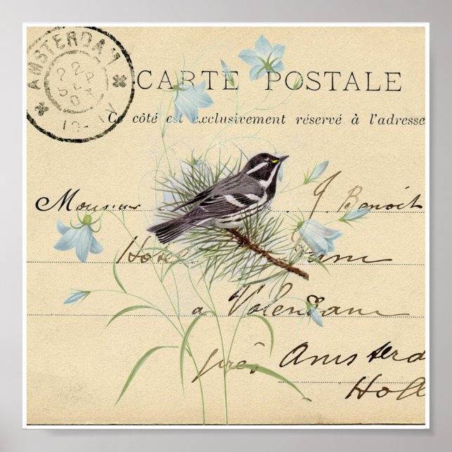 Póster Flor azul de pájaro vintage Postal francesa Imprim (Frente)
