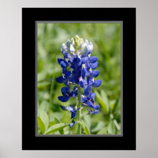 Póster Flor azul de Texas 16x20