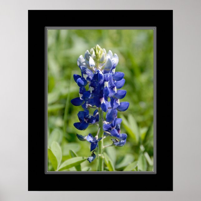 Póster Flor azul de Texas 16x20 (Frente)