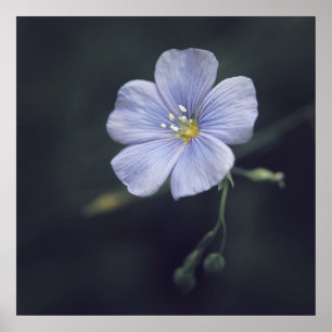 Póster Flor azul del lino en fondo oscuro