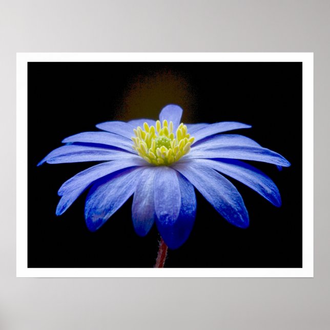 Póster Flor azul simple contra negro (Frente)