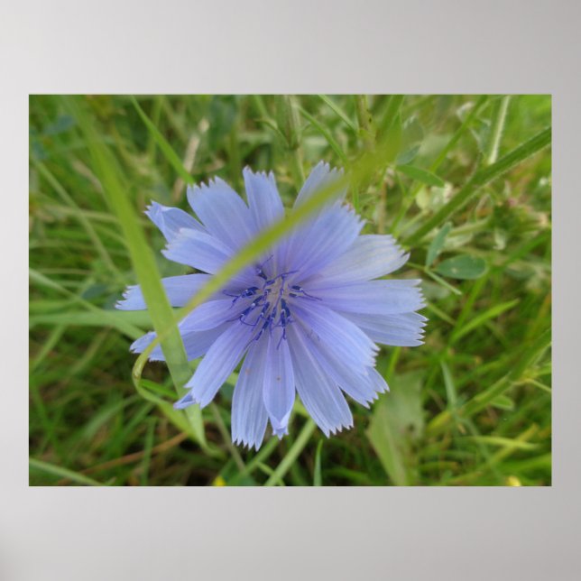Póster Flor azul violeta en achicoria (Frente)