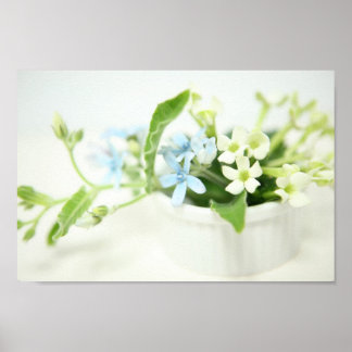 Póster Flor azul y blanca.