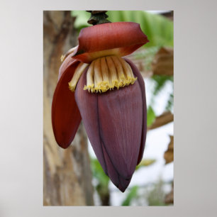 Póster Flor bananera