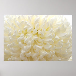 Póster Flor blanca