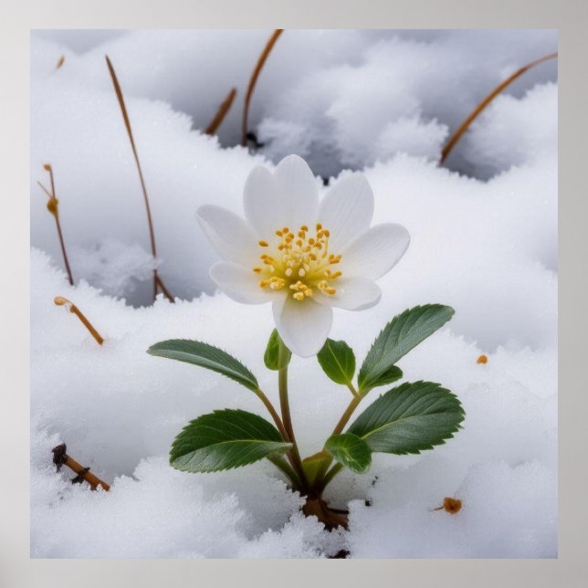 Póster flor blanca (Frente)