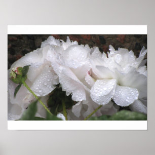 Póster Flor blanca